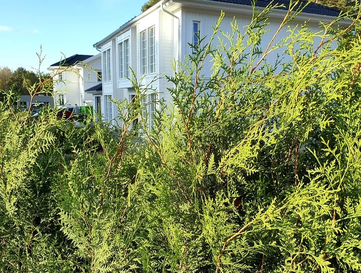 Häcktrimmning i stockholm