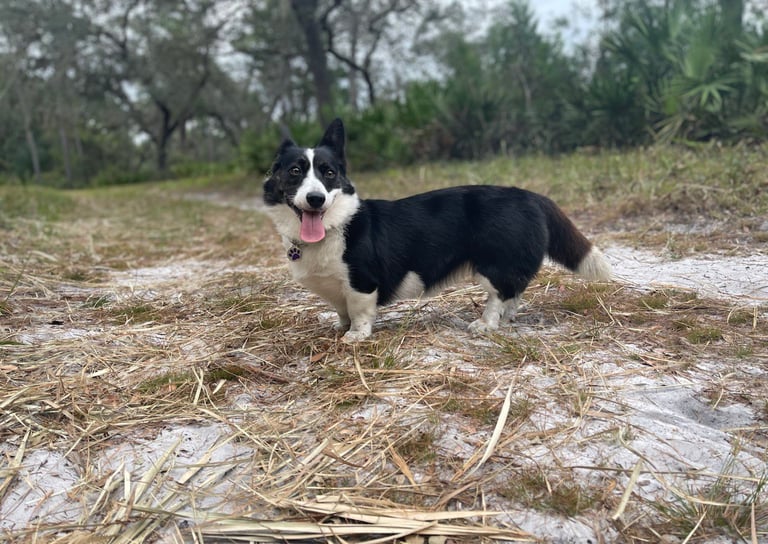 a dog standing in the grass with a dog