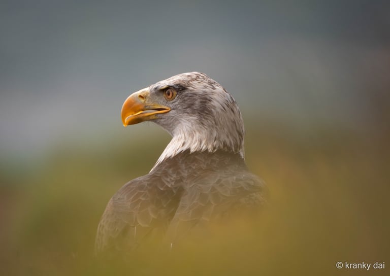 a bald eagle bird with a yellow beak obscured by grass