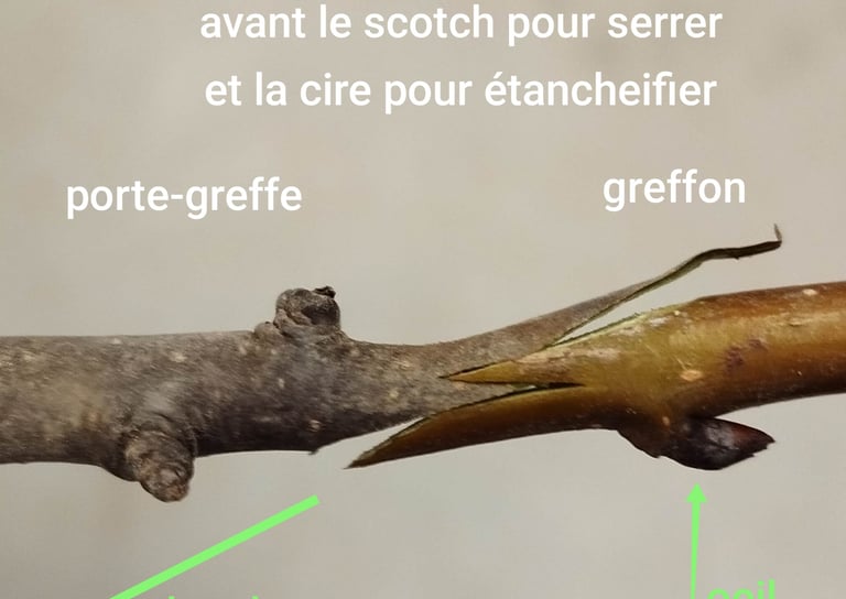 greffe à l'anglaise compliquée