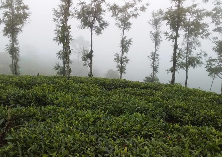 Lush Green MIsty Tea Garden of Periya, Wayanad 