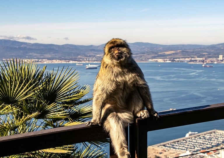 Gibraltar macaque on a railing