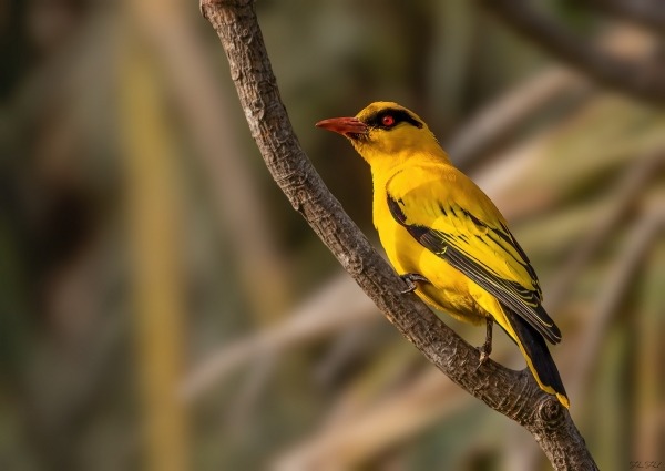 African Golden Oriole perched on branch in The Gambia