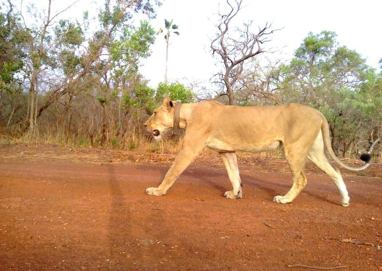 Leeuwin in Niokolo-Koba Nationaal Park