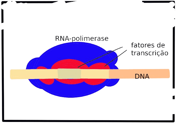 fator de transcrição