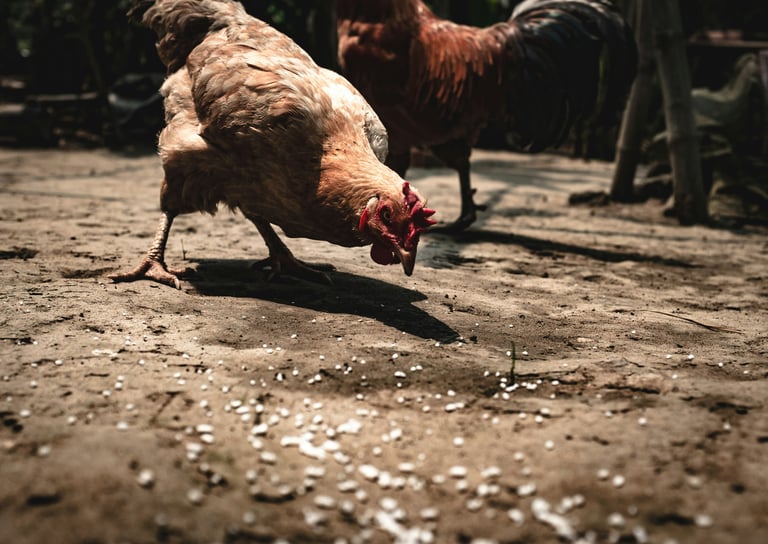 Animals feeding
