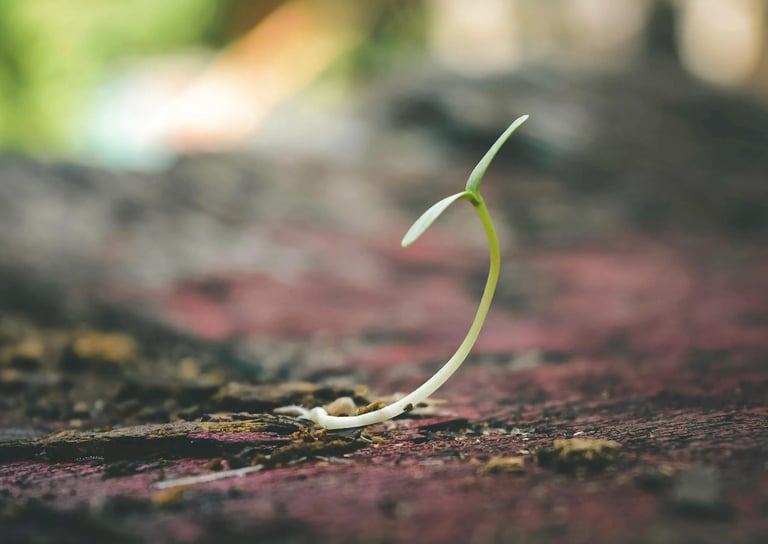 a small plant growing from the ground