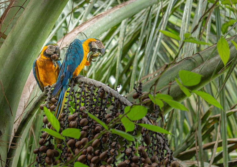 Birding Expedition Vilcabamba Cloud Forests 6 D/5 N