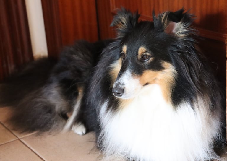 Pastor de las islas de shetland, Maravryan shelties, Shelties de Maravryan, Shetland sheepdog