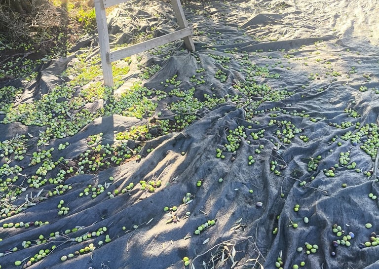 erken hasat zeytinyağı