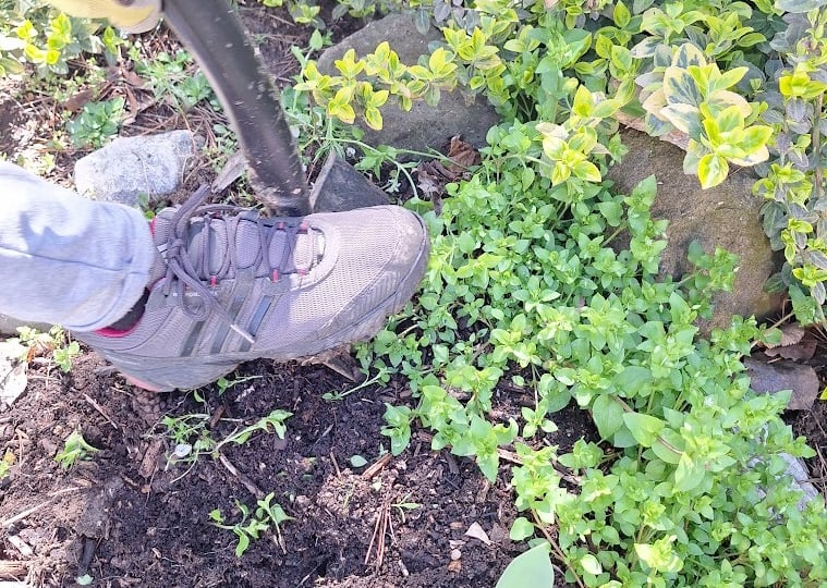 a person diging up a plant in our garden