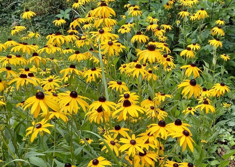 a lot of Black-Eyed-Susans in a garden border layouts