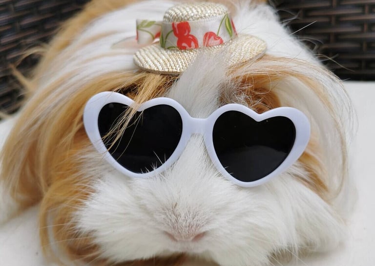 a guinea guinea guinea guinea guinea guinea guinea guinea guinea guinea guinea guinea guinea guinea guinea