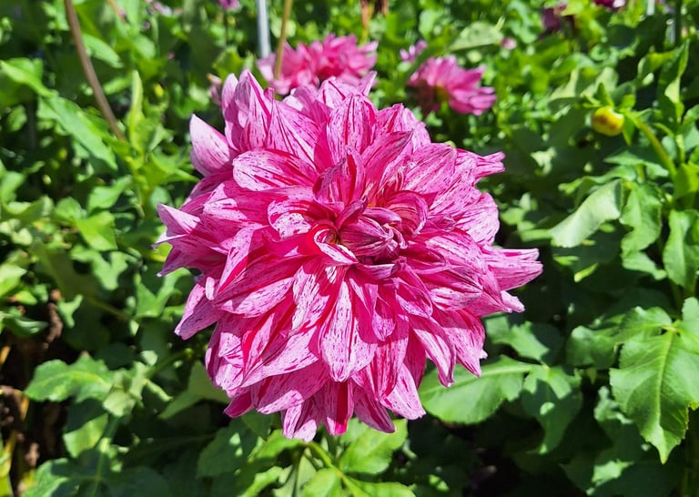 one perennial plant with a big pink flower thriving in full sun