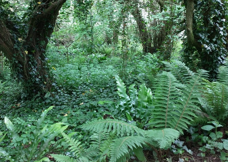 lush foliage on woodland floor in light shade with ferns and ivy