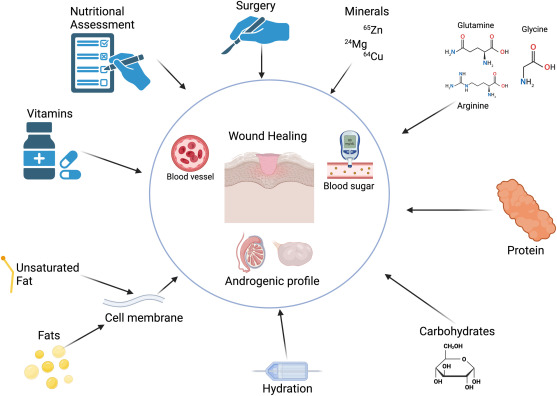 graphic of factors that influence wound healing including nutrients