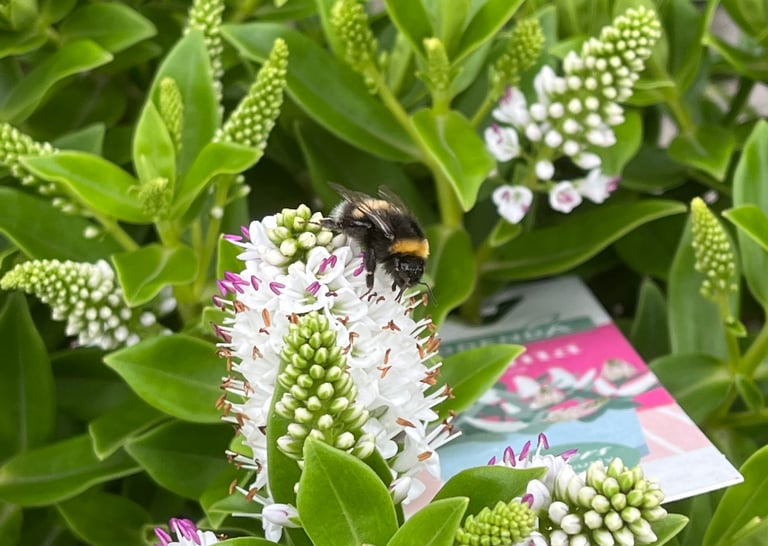 A bee taking nectar from a white plant