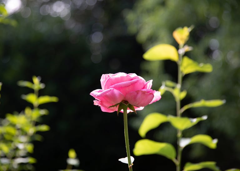 eine Rose in einem sonnigen Garten