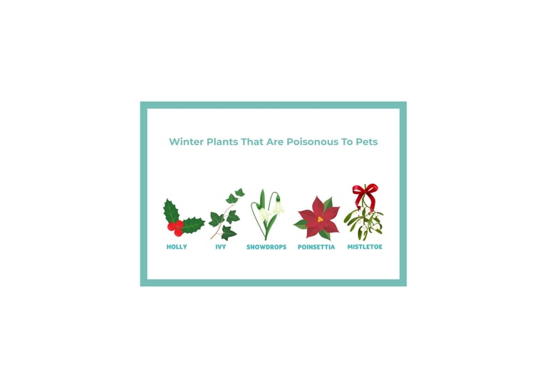 Winter plants toxic to dogs including holly, ivy, snowdrops, poinsettia, and mistletoe.