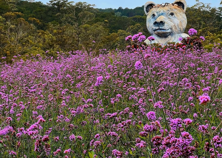 Purple verbena flower field in Da Lat Vietnam with large bear sculpture and pine forest in the backg