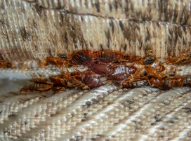 Punaises de lit sur un matelas
