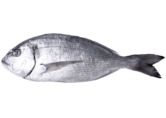 cold storage for fish