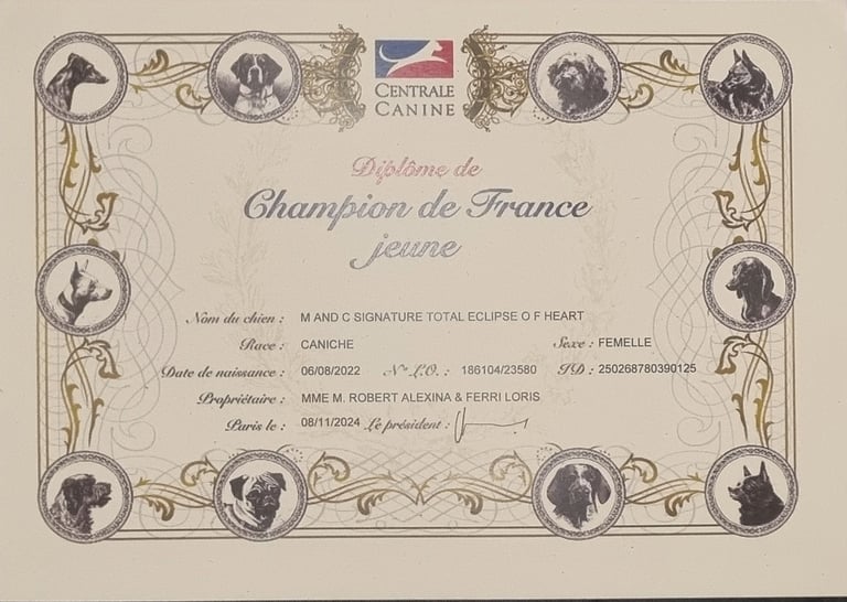Diplôme champion de France jeune de notre caniche toy