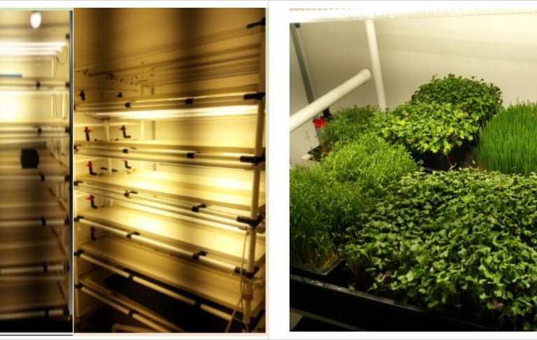 Indoor vertical farming setup with lush green microgreens growing under LED grow lights on a tiered rack system.