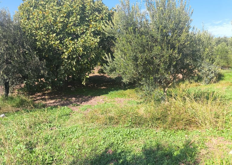 a field with a tree and a blue sky