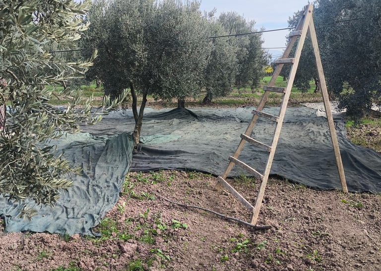 erken hasat zeytinyağı