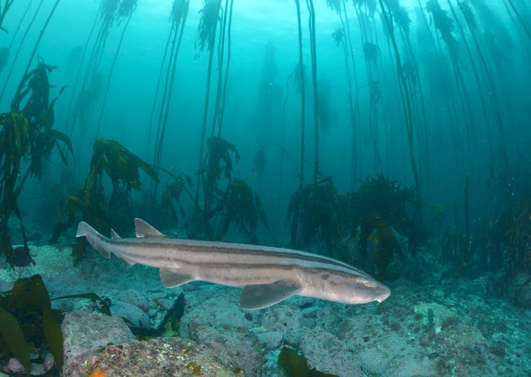requins pyjama sur un fond de sable, mer dans les couleurs bleues vertes, des grandes algues au fond