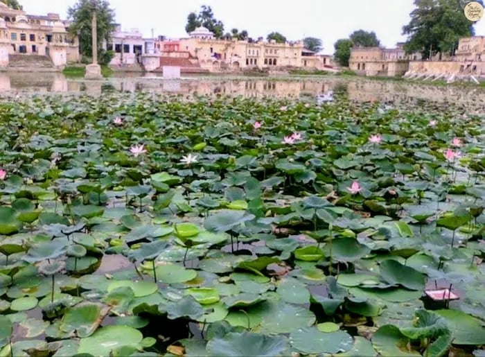 Lotus blooming at Devyani Kund, the “Little Pushkar” of Sambhar.