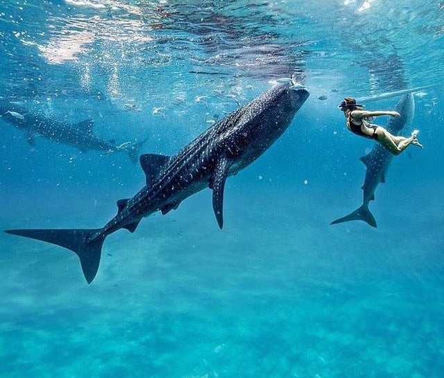 Oslob whale shark watching tours