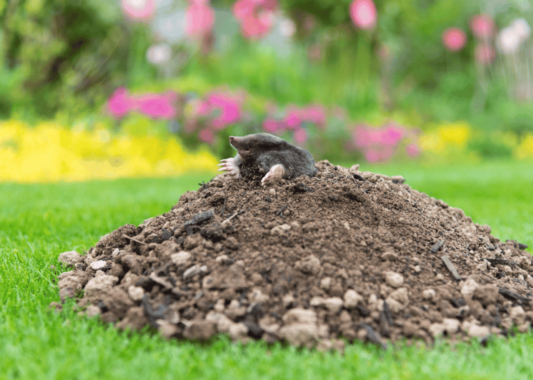 Pest Control in Dorset | Mole Problems Garden | Dark Knight Pest Control
