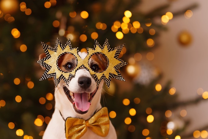 Un Terrier feliz con gafas de fiesta y un moño dorado