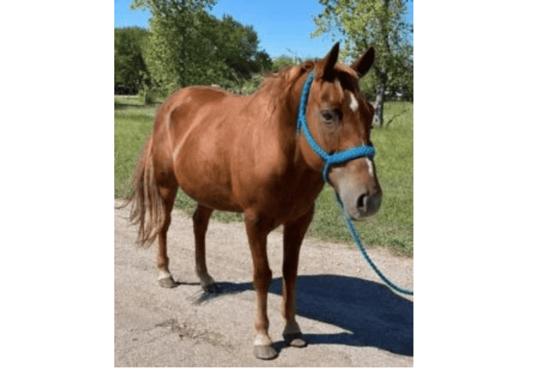 a red horse with a blue halter