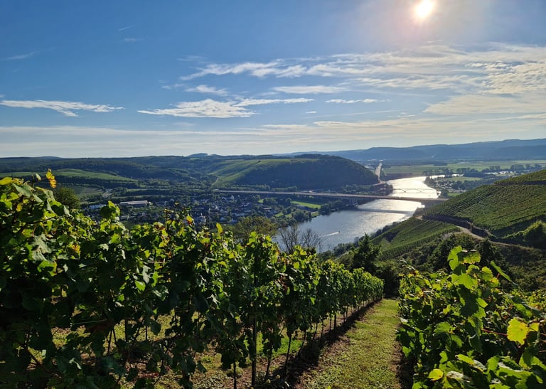 Weich Winery in Riol from the Moselle Valley