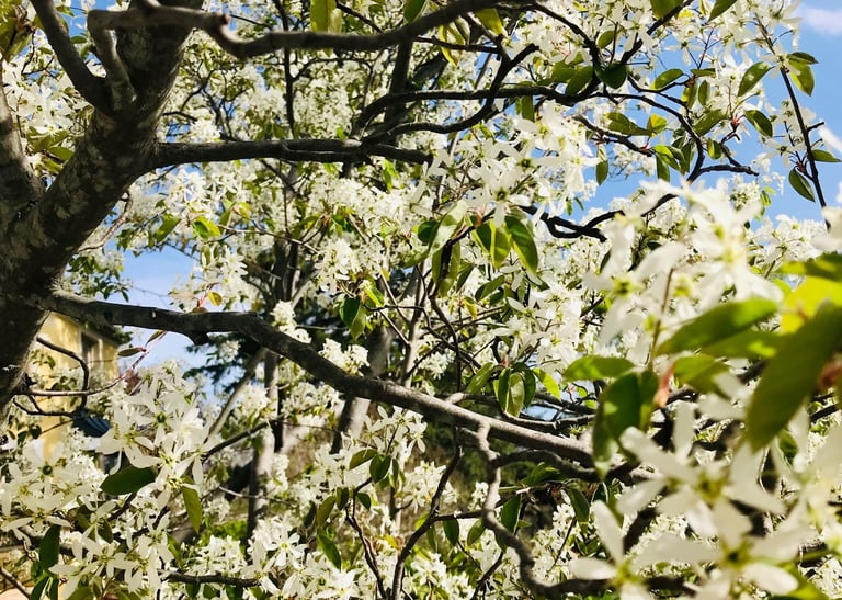 White Blooming Flowers in Spring