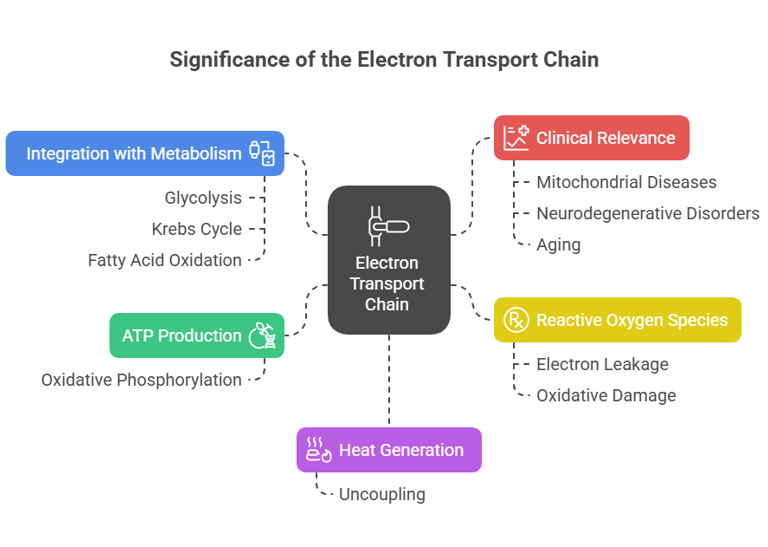 ETC significance