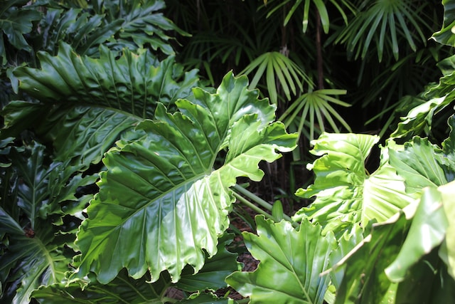 multple larde green Elephant Ear leaves
