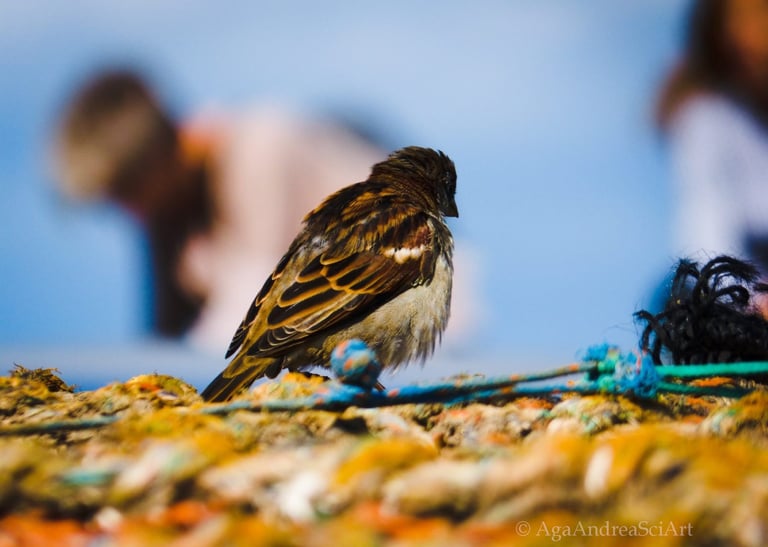 Lumix, sparrow in San Andrews