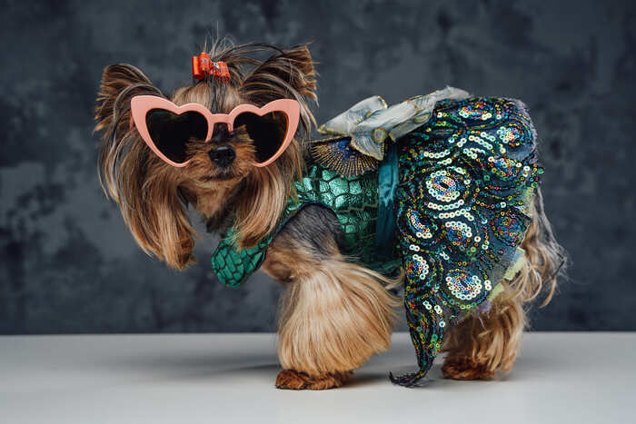 Un Yorkshire Terrier con gafas de sol en forma de corazón y un vestido para perros con lentejuelas.