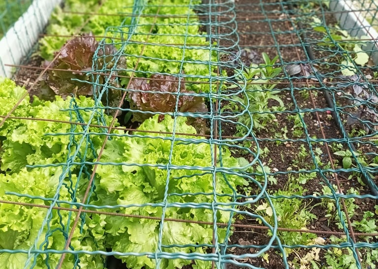 Lettuce and herbs