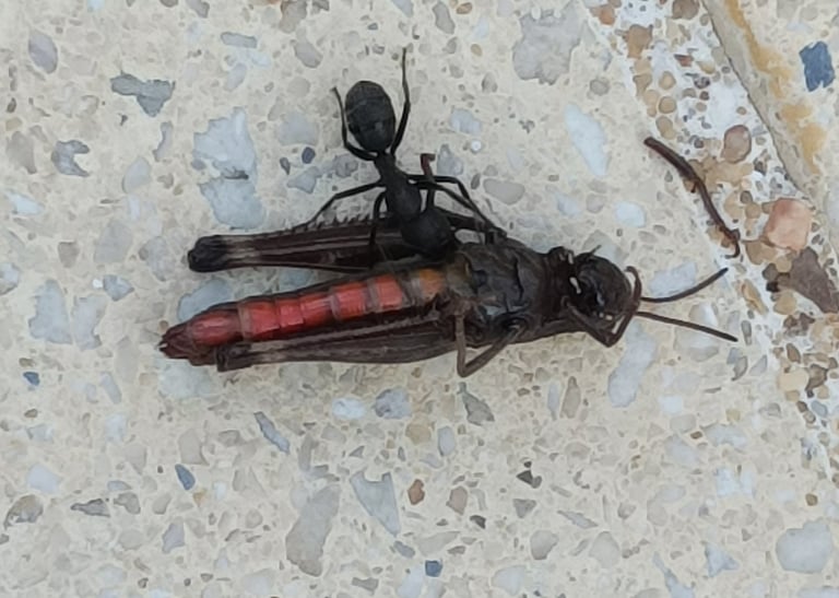 The ant and the grasshopper.