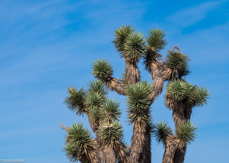 a joshua tree and blue skies in the background in death valley california
