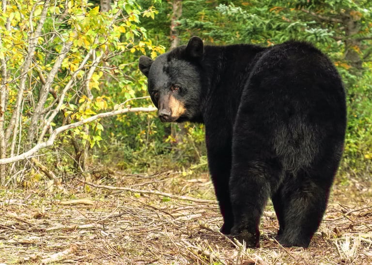 a black bear standing in the woods