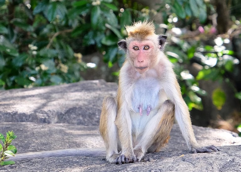 a monkey sitting on a rock with a tree in the background