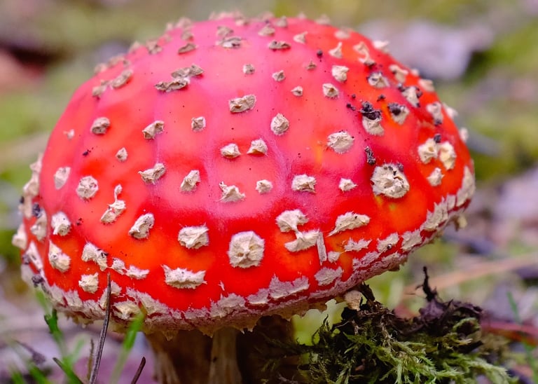 a red fairy mushroom 