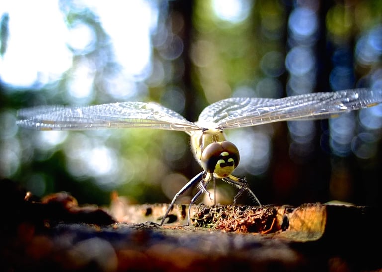 a dragonfly sitting on a tree stump