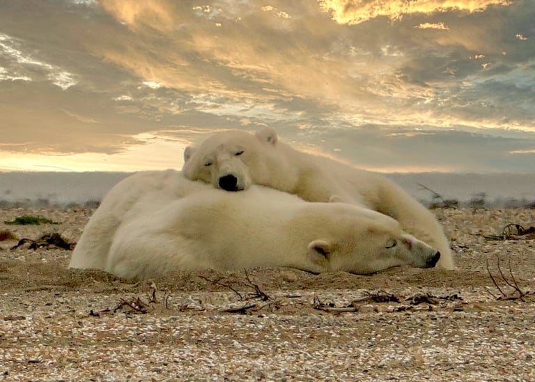 a polar bear cub sleeping ontop of mother